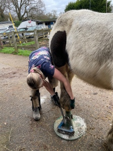 A horse having his hind feet trimmed.